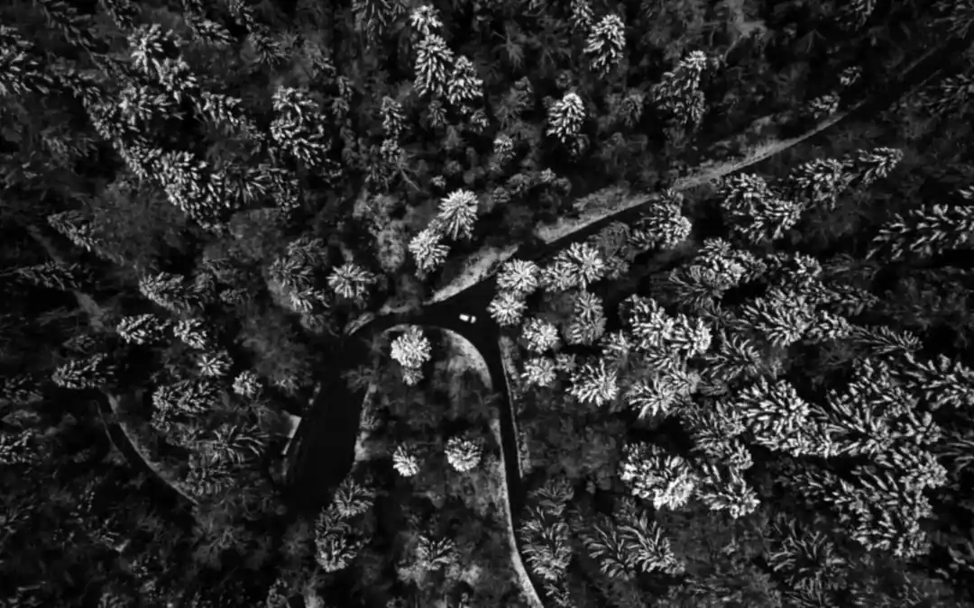 Aerial black and white view of a road winding through a snow-dusted forest